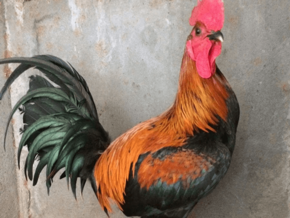 Đặc điểm nhận biết của giống gà Peru