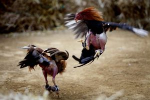 Có nhiều loại cược khác nhau để thành viên lựa chọn