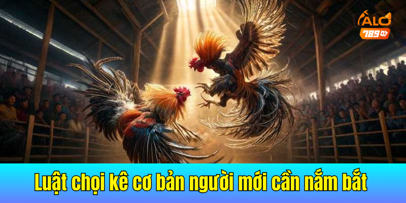 Luật chọi kê cơ bản người mới cần phải nắm bắt kỹ