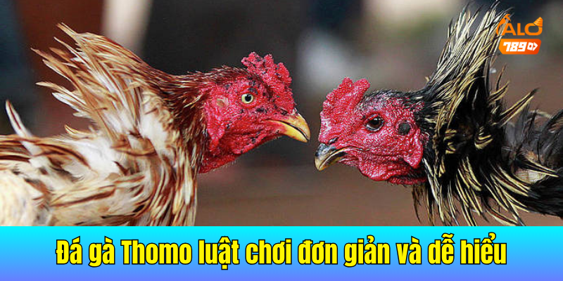 Đá gà Thomo mang luật chơi đơn giản và dễ hiểu